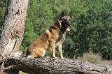 MALINOIS 071